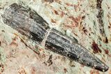 Spinosaurus & Carcharodontosaurus Tooth Rock - Dekkar Formation #252274-2